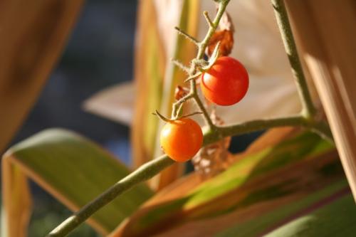 Fotografia de diegodi - Galeria Fotografica: Flores y plantas - Foto: Los Tomates