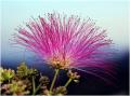 Foto de  diegodi - Galería: Flores y plantas - Fotografía: Una extraa flor....