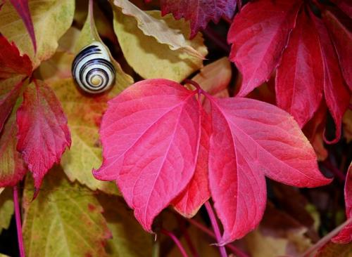 Fotografia de diegodi - Galeria Fotografica: Insectos y otros bichos - Foto: Reposando