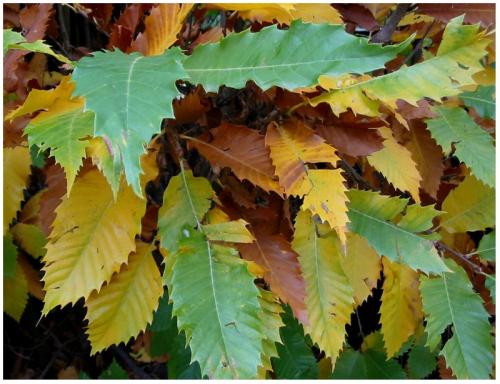 Fotografia de diegodi - Galeria Fotografica: Flores y plantas - Foto: Hojas de Otoo