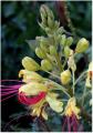 Fotos de diegodi -  Foto: Flores y plantas - Una...flor?