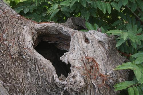 Fotografia de diegodi - Galeria Fotografica: Flores y plantas - Foto: El Castao