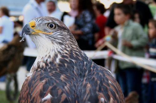 Fotografia de diegodi - Galeria Fotografica: Insectos y otros bichos - Foto: Aguila...