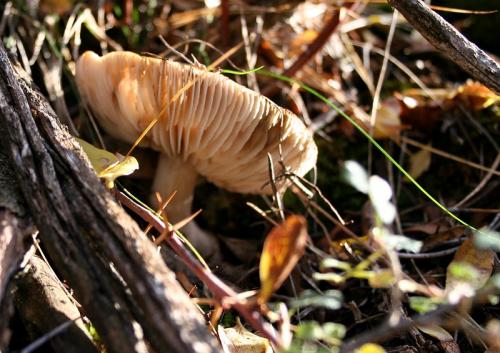 Fotografia de diegodi - Galeria Fotografica: Flores y plantas - Foto: En el bosque...