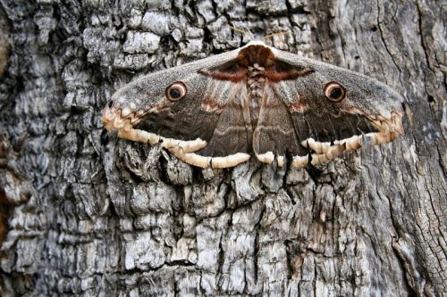 Fotografia de diegodi - Galeria Fotografica: Insectos y otros bichos - Foto: Papillon