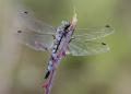 Fotos de diegodi -  Foto: Insectos y otros bichos - Bicho alado...