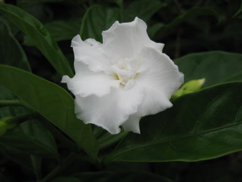 Fotografia de Janina Torres - Galeria Fotografica: Fotografa experimental - Foto: Blanca soledad