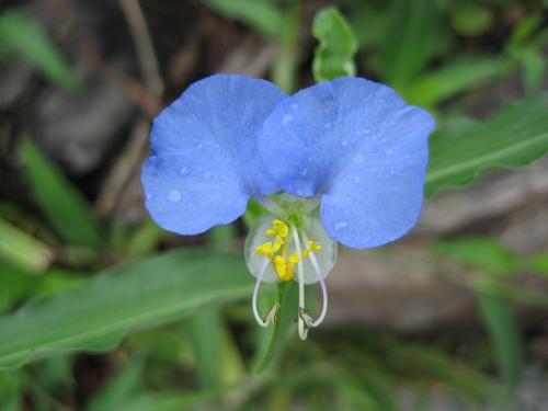 Fotografia de Janina Torres - Galeria Fotografica: Fotografa experimental - Foto: Mi corazn es azul y el tuyo tambin
