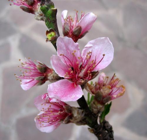 Fotografia de jezafe - Galeria Fotografica: Flores - Foto: Flor del durazno