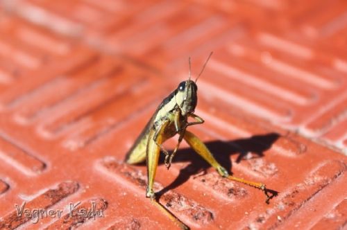 Fotografia de VagnerKadu - Galeria Fotografica: ANIMALES  - Foto: 