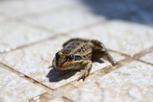 Fotografia de VagnerKadu - Galeria Fotografica: ANIMALES  - Foto: 