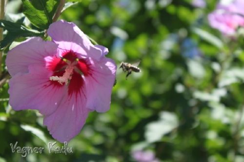 Fotografia de VagnerKadu - Galeria Fotografica: ANIMALES  - Foto: 