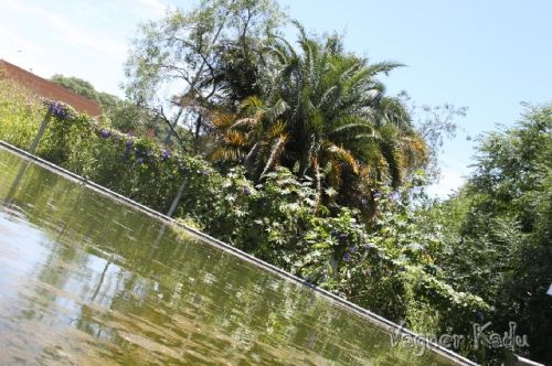 Fotografia de VagnerKadu - Galeria Fotografica: ANIMALES  - Foto: 