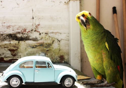 Fotografia de Cucu de tal. - Galeria Fotografica: De ida y vuelta. - Foto: 