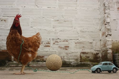 Fotografia de Cucu de tal. - Galeria Fotografica: De ida y vuelta. - Foto: 