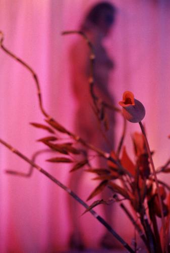 Fotografia de lorena franco - Galeria Fotografica: cuerpo - Foto: desnudo rosa