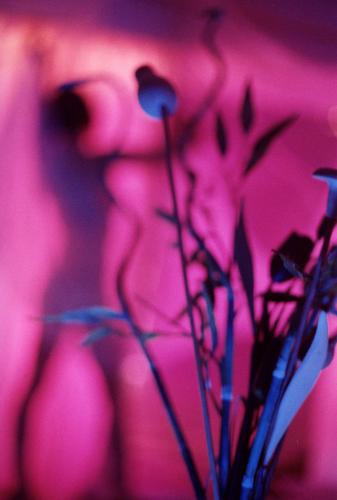 Fotografia de lorena franco - Galeria Fotografica: cuerpo - Foto: desnudo de sombra rosa