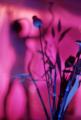 Foto de  lorena franco - Galería: cuerpo - Fotografía: desnudo de sombra rosa