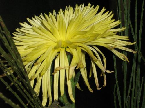 Fotografia de Ferpadog - Galeria Fotografica: Naturaleza - Foto: Naturaleza 001