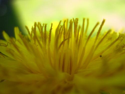 Fotografia de Ferpadog - Galeria Fotografica: Naturaleza - Foto: Naturaleza 002