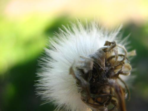 Fotografia de Ferpadog - Galeria Fotografica: Naturaleza - Foto: Naturaleza 006