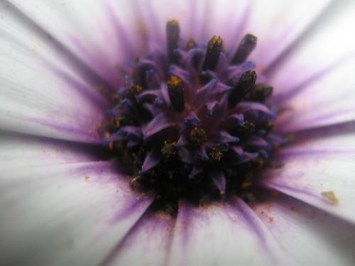 Fotografia de Ferpadog - Galeria Fotografica: Naturaleza - Foto: Naturaleza 009