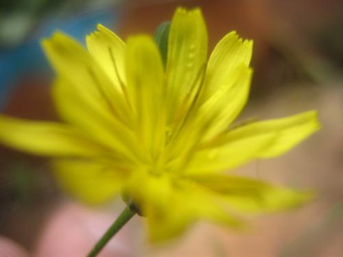 Fotografia de Ferpadog - Galeria Fotografica: Naturaleza - Foto: Naturaleza 010