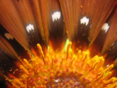 Fotografia de Ferpadog - Galeria Fotografica: Naturaleza - Foto: Naturaleza 011