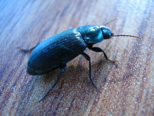 Fotografia de Ferpadog - Galeria Fotografica: Insectos - Foto: Insectos 004