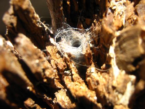 Fotografia de Ferpadog - Galeria Fotografica: Varios - Foto: Varios 004