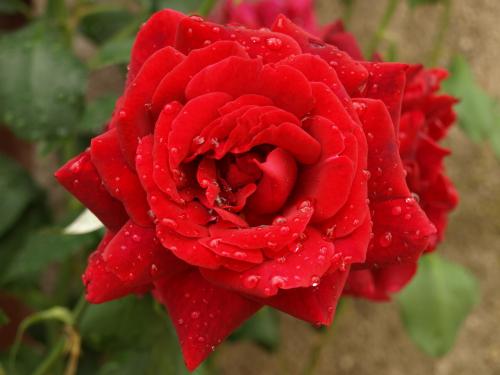 Fotografia de JuanjoC - Galeria Fotografica: Salamanca 2008 - Foto: 