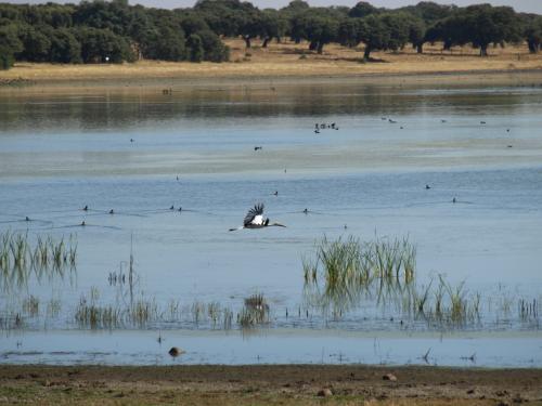 Fotografia de JuanjoC - Galeria Fotografica: Salamanca 2008 - Foto: 