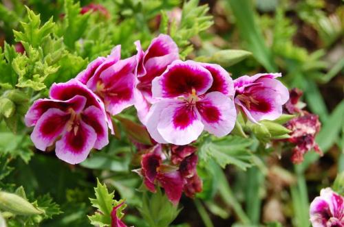 Fotografia de Efrn - Galeria Fotografica: Vigo - Foto: Flores en Santiago