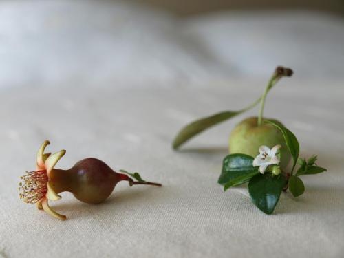 Fotografia de JuanjoC - Galeria Fotografica: Salamanca 2008 - Foto: Los frutos  de mis bonsais