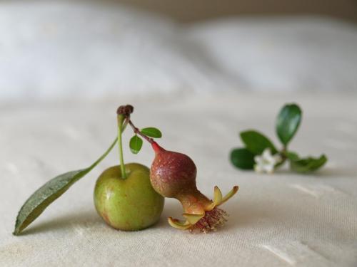 Fotografia de JuanjoC - Galeria Fotografica: Salamanca 2008 - Foto: Algunso frutos de mis bonsais