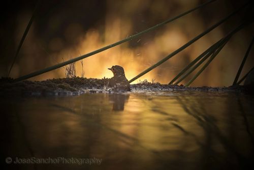 Fotografia de Jose Sancho Photography - Galeria Fotografica: Portfolio - Foto: Bao