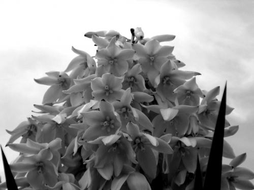 Fotografia de J. Daniel - Galeria Fotografica: Flora - Foto: Flores de Palmizo