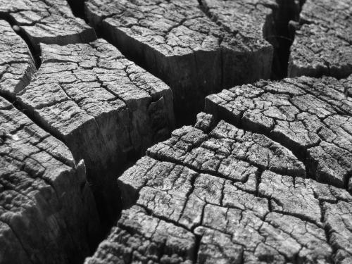 Fotografia de J. Daniel - Galeria Fotografica: Flora - Foto: Madera