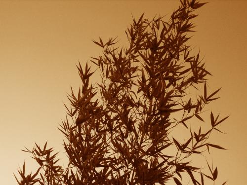 Fotografia de J. Daniel - Galeria Fotografica: Flora - Foto: Bambu