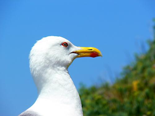 Fotografia de santiago vara lopez - Galeria Fotografica: GALICIA - Foto: gaviota