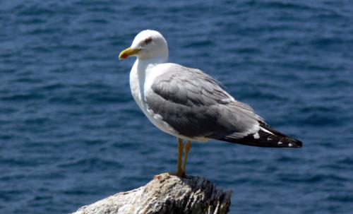 Fotografia de santiago vara lopez - Galeria Fotografica: GALICIA - Foto: gaviota 2