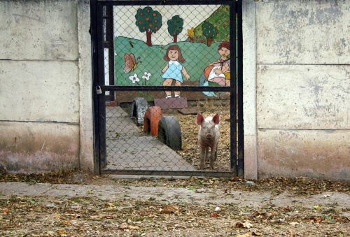 Fotografia de FOTOSCARTES - Galeria Fotografica: autor - Foto: 