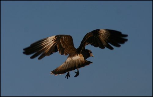 Fotografia de FOTOSCARTES - Galeria Fotografica: autor - Foto: 