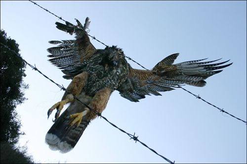 Fotografia de FOTOSCARTES - Galeria Fotografica: autor - Foto: 