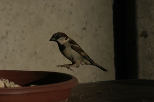 Fotografia de FOTOSCARTES - Galeria Fotografica: autor - Foto: 