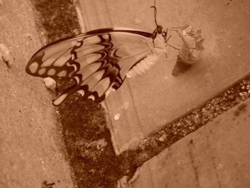 Fotografia de Jose Oma�a - Galeria Fotografica: Fotos Naturaleza - Foto: 