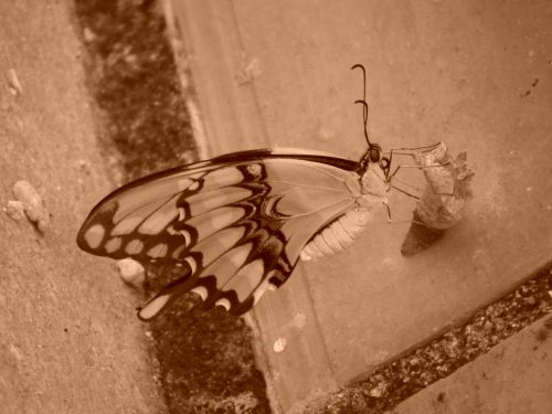 Fotografia de Jose Oma�a - Galeria Fotografica: Fotos Naturaleza - Foto: 