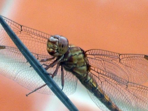 Fotografia de Jose Omaa - Galeria Fotografica: Libelula - Foto: Libelula