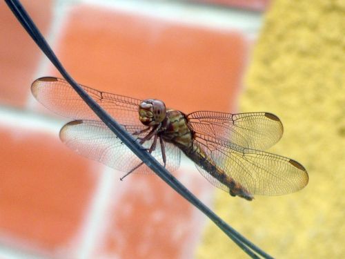 Fotografia de Jose Omaa - Galeria Fotografica: Libelula - Foto: 