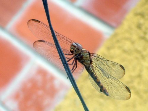 Fotografia de Jose Omaa - Galeria Fotografica: Libelula - Foto: 